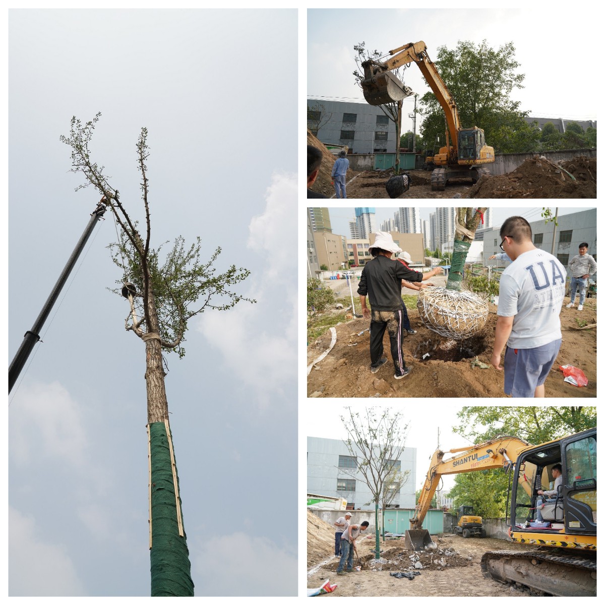 建设b33体育家园 b33体育官方网站举办树木栽植活动